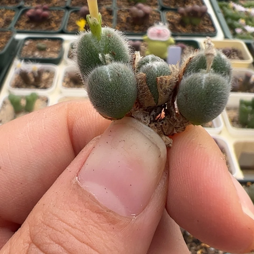 807 好看的多肉冲冲冲