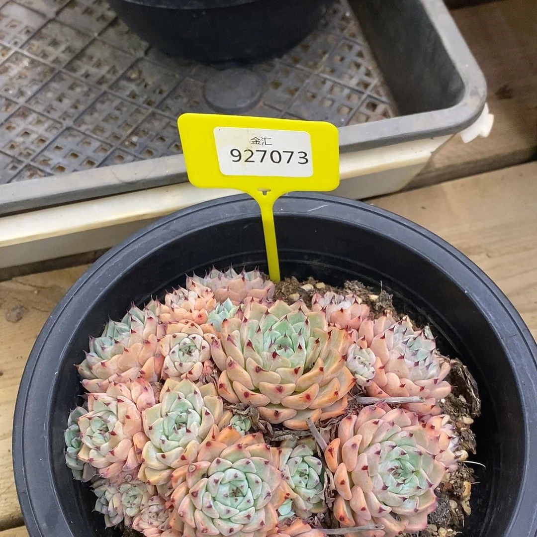饼**干福利多多。927073