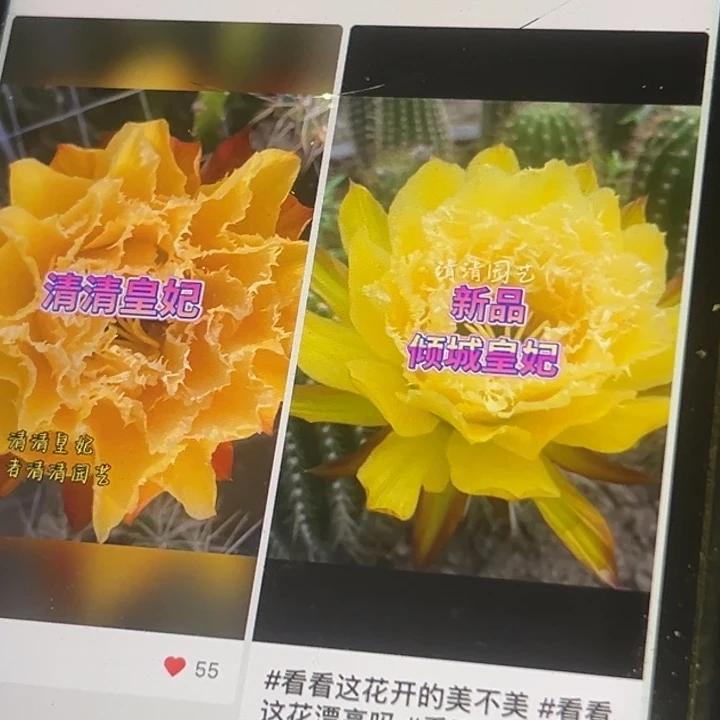 清清皇妃侧牙仙人球瑕疵