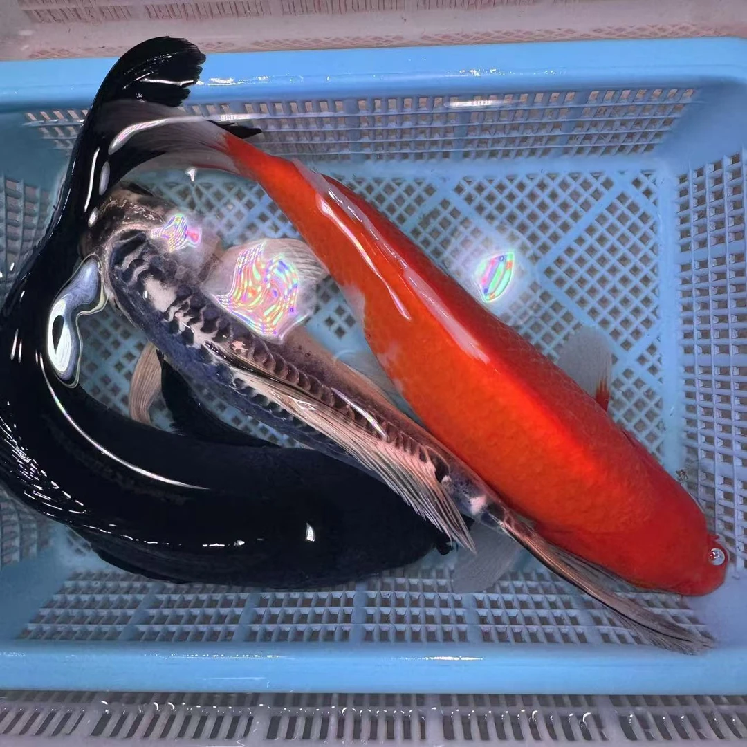 【三条装组合】16-20公分红锦鲤乌金蓝龙组合精品锦鲤包邮