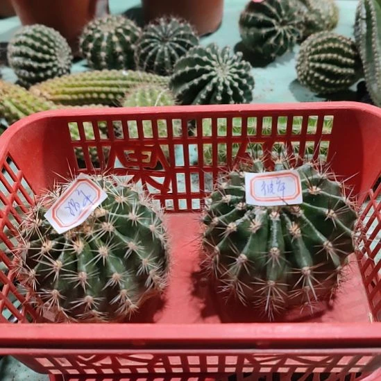 柠***。仙人球彩草6个打包