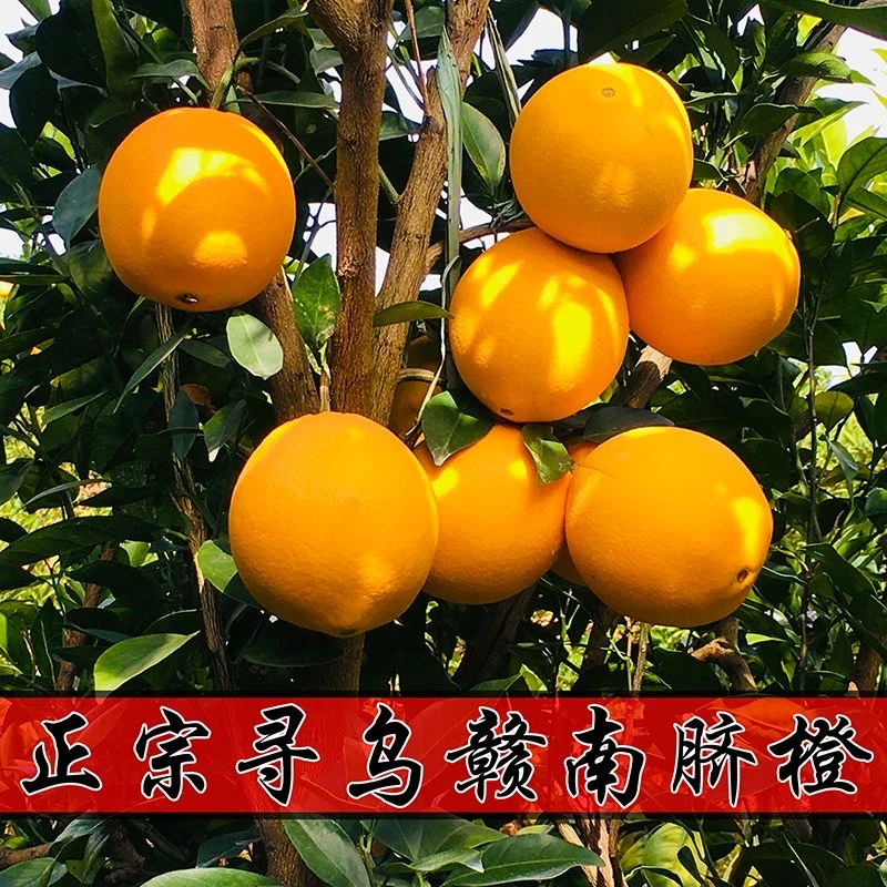 正宗赣南脐橙（中果）原产地直发皮薄香甜多汁手剥橙子