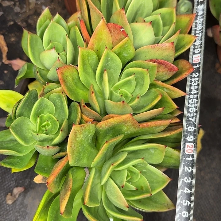 腾云910 多肉植物一物一拍