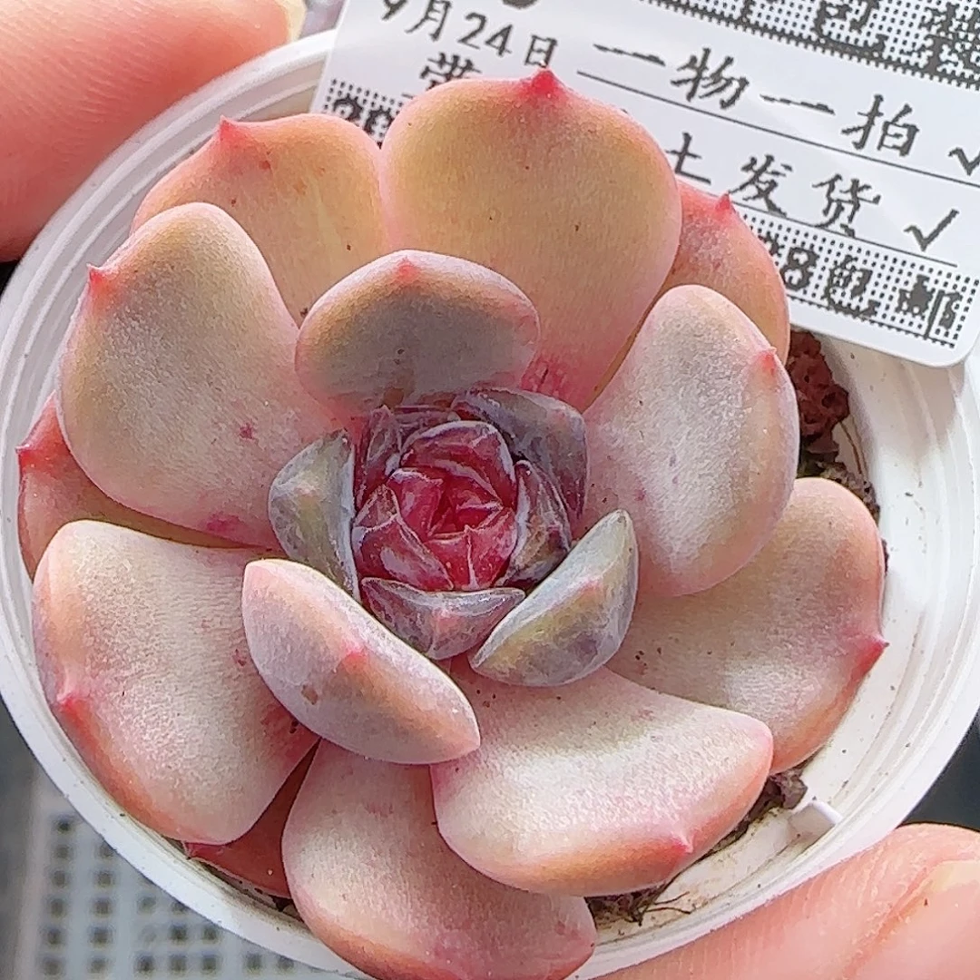 多肉0924--90红恋