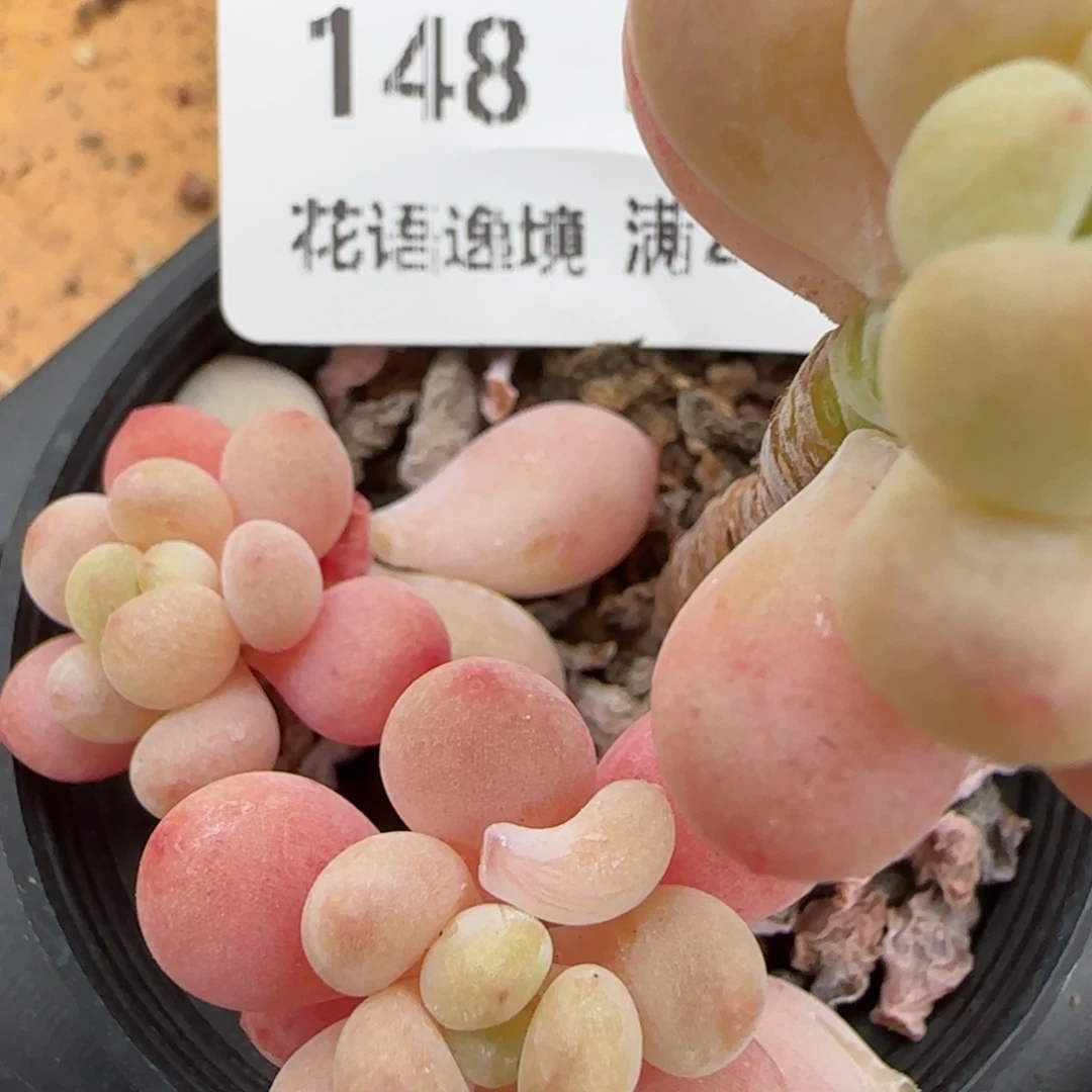 花语逸镜0208-148