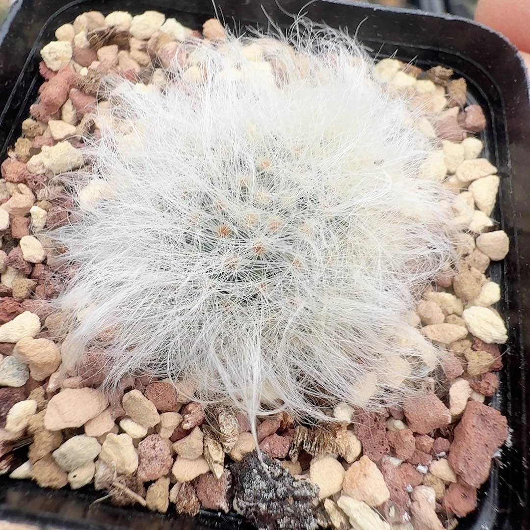 无刺丽光殿脱土发货