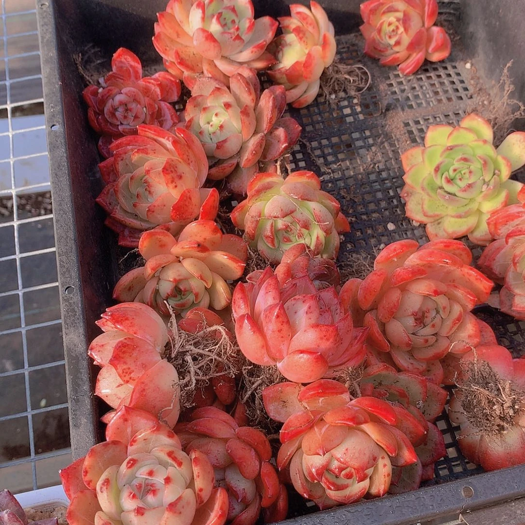 夜魔侠3567899000000