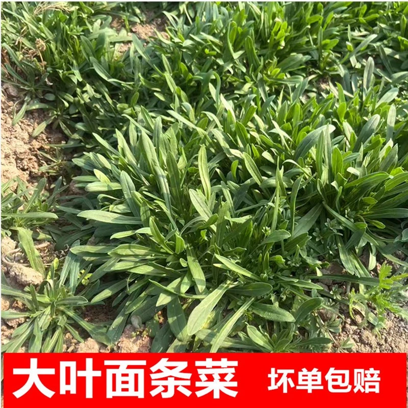 新鲜面条菜羊蹄子颗蒸菜必备1-4斤麦苗菜青菜野菜