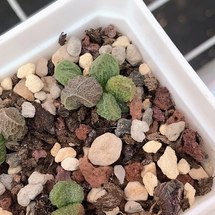 H***0冥想盆水泡多肉植物