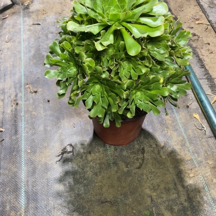 19原始绿法师多肉植物多肉植物