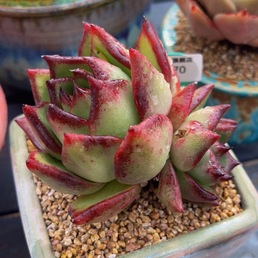 从前慢多肉精选编号0225.70