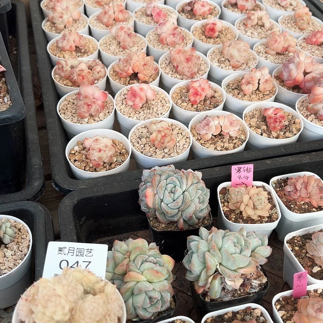 j***5贰月园艺一物一拍047