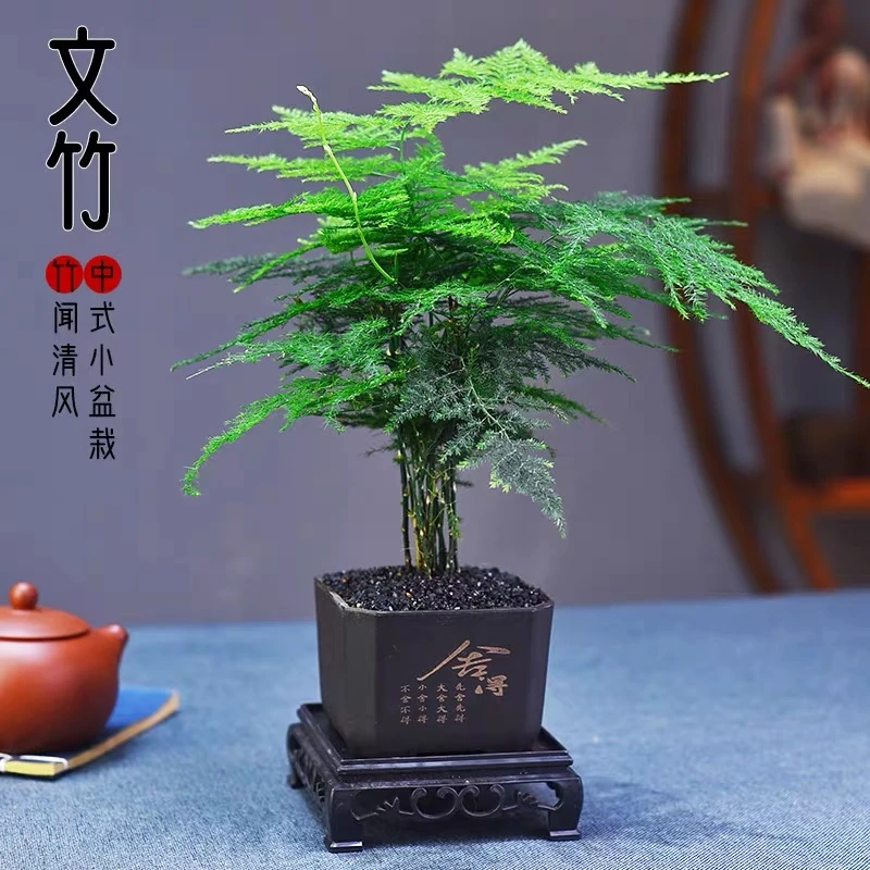四方舍得盆文竹盆景新中式盆栽室内办公桌茶台桌面绿植茶室摆件