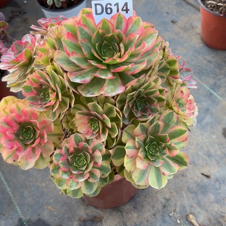 瑞妈多肉植物614.雨荷