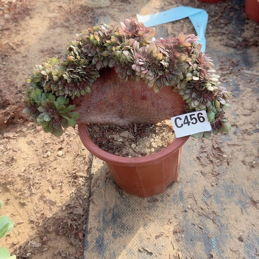 456万缀一颗呀呀