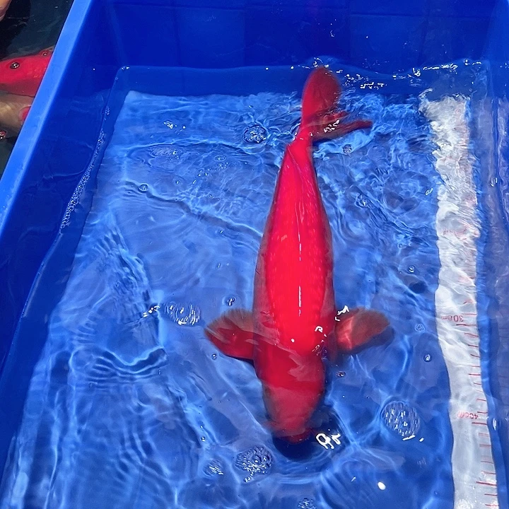 张***团海水鱼漂亮的锦鲤精品一尾
