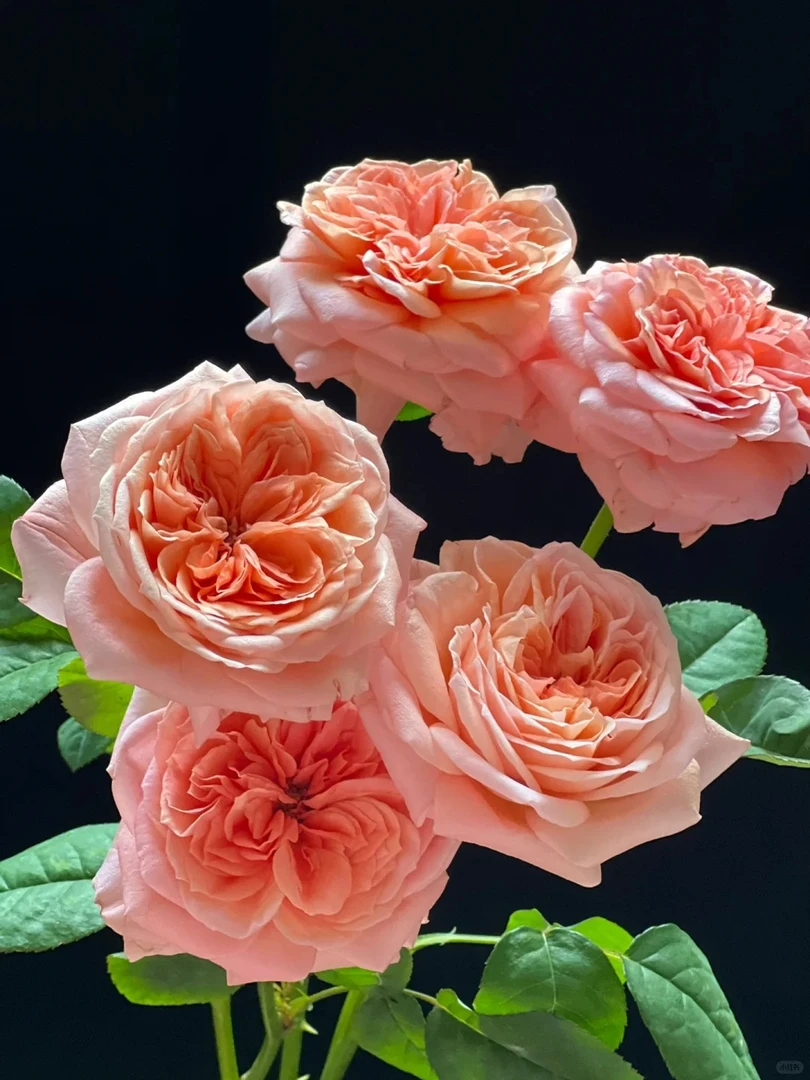 婵之语优选 伦敦眼单头玫瑰鲜切花