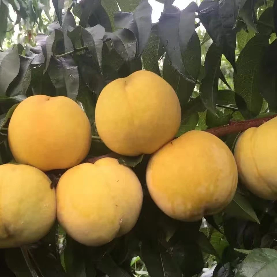 黄金冠黄桃罐头桃树苗果树苗丰产核小香甜有杏香味
