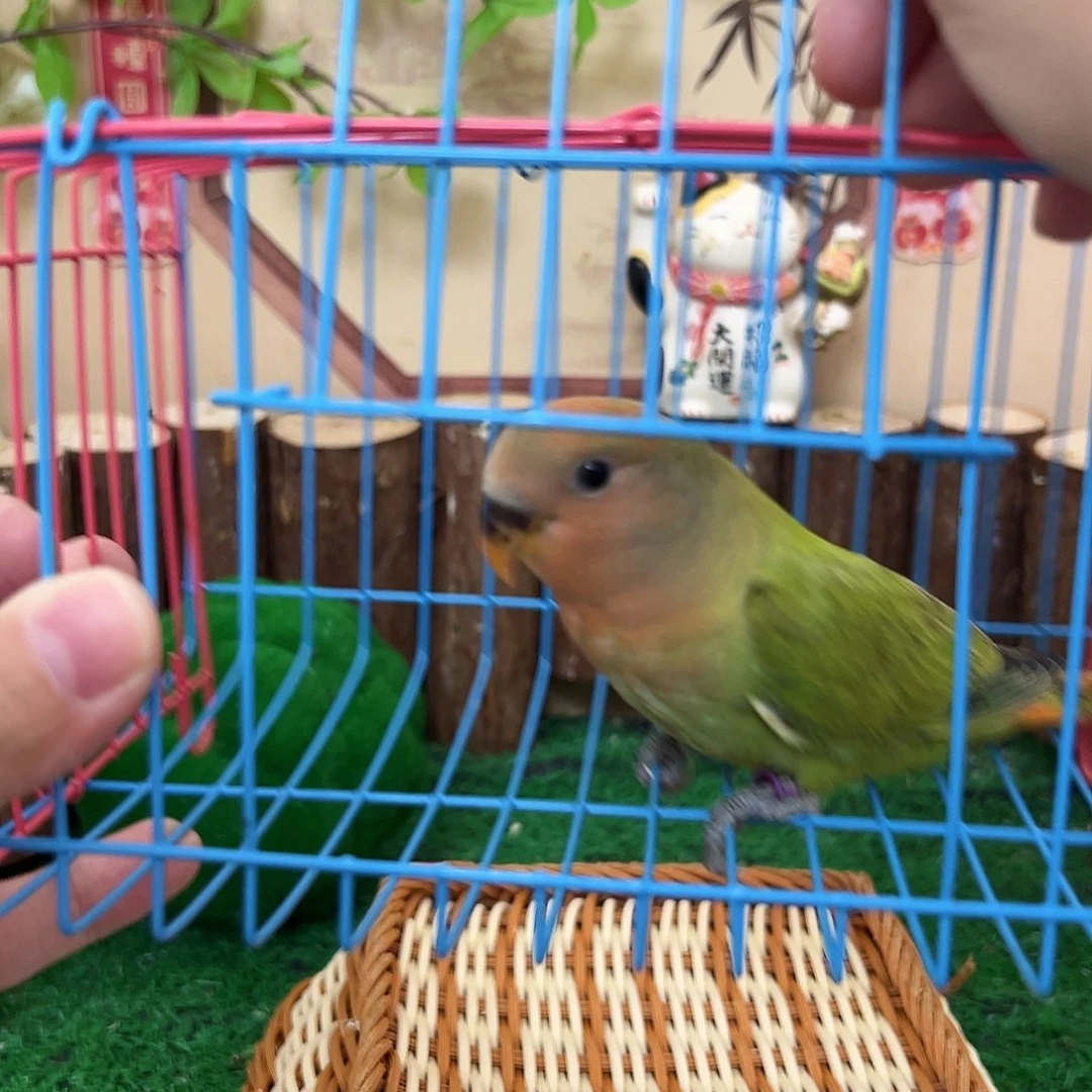 桃脸牡丹鹦鹉02031 m