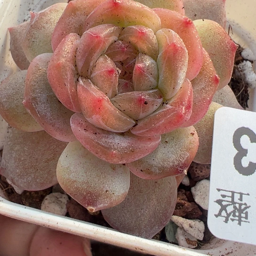 小卡拉米糖心一物一拍20-3