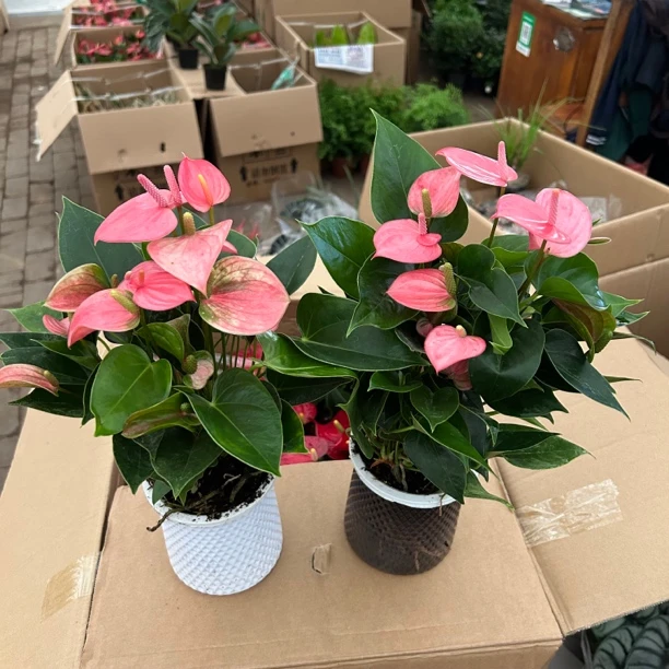 水培粉皇冠掌送鱼网盆盆栽