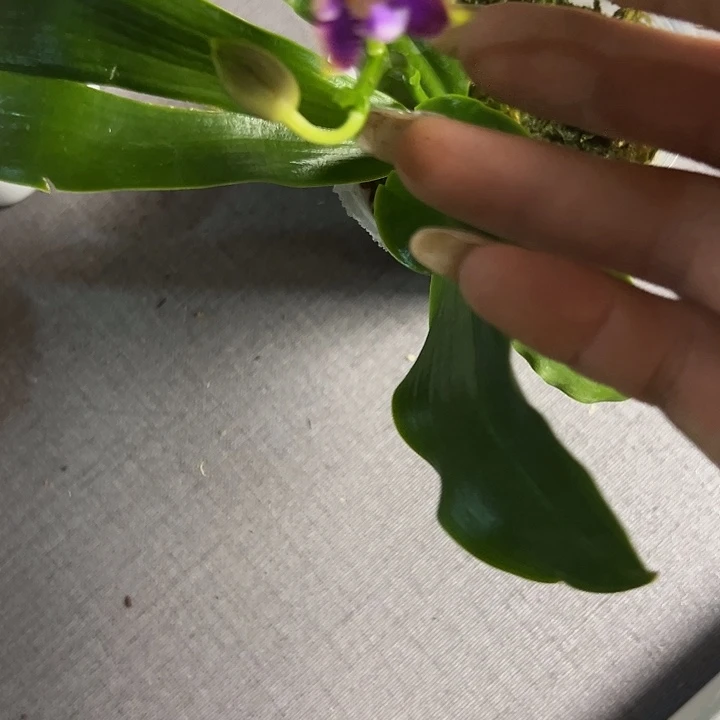 摩***澜完全开放G V路德开花