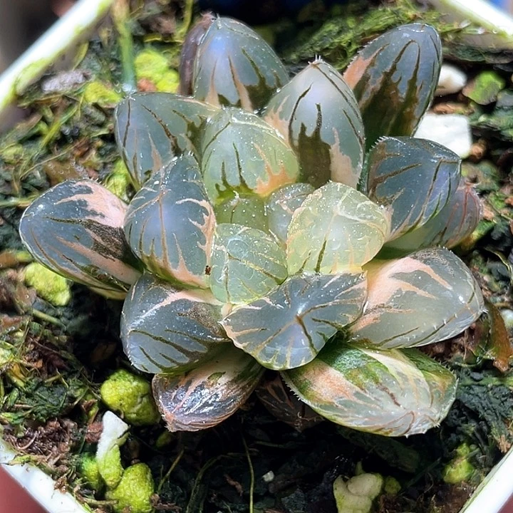 858霓虹灯锦一物一拍