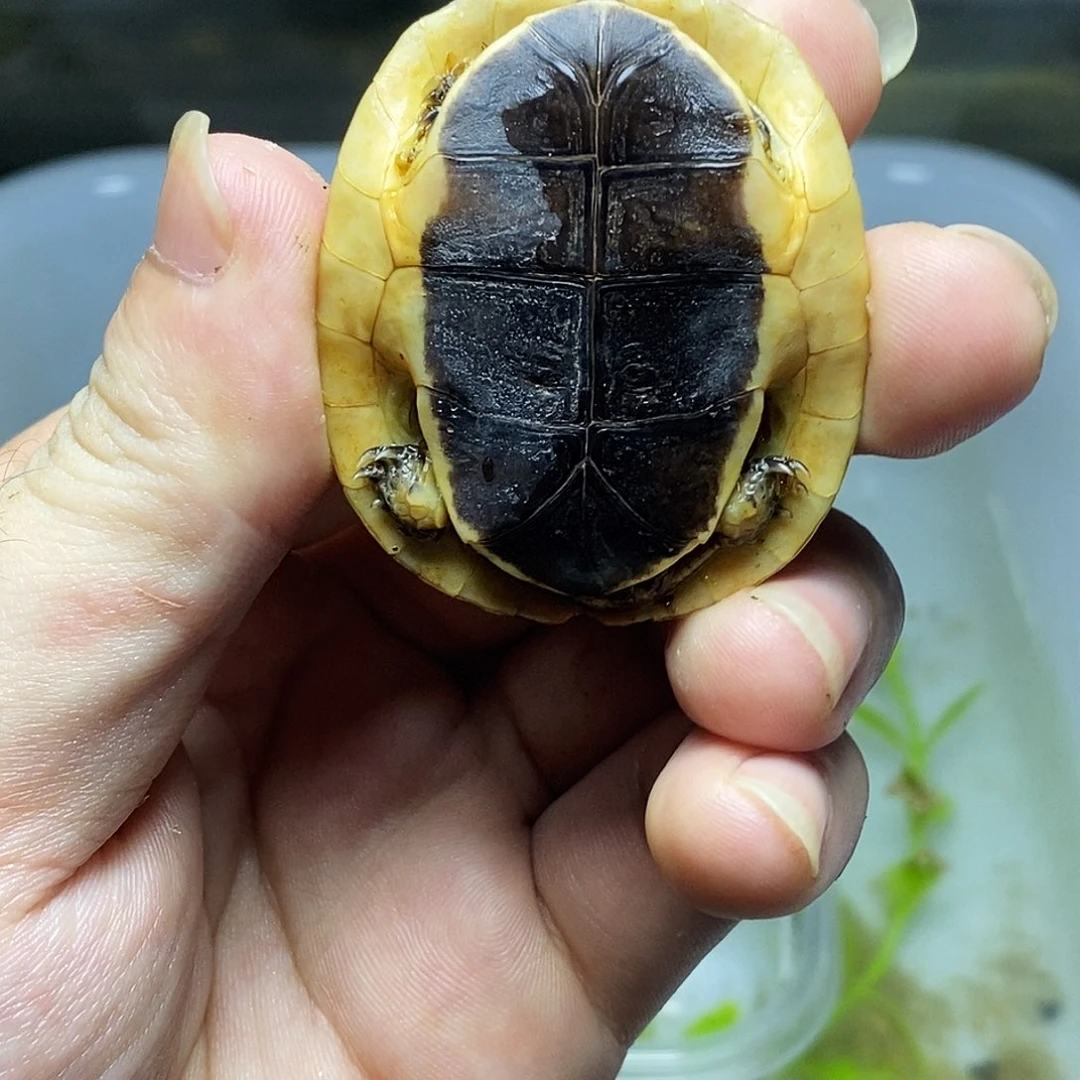 不分公母宠物龟黄缘苗子一个