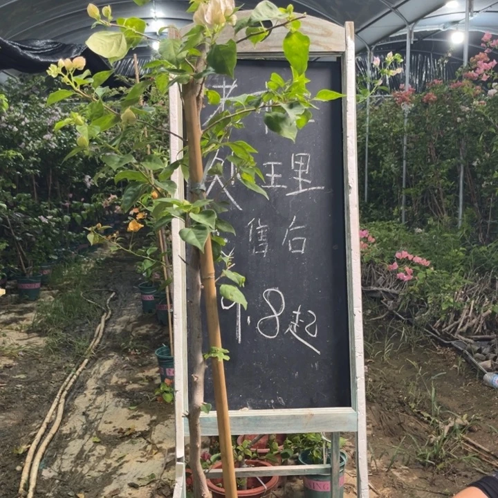 无花朵三角梅三角梅3