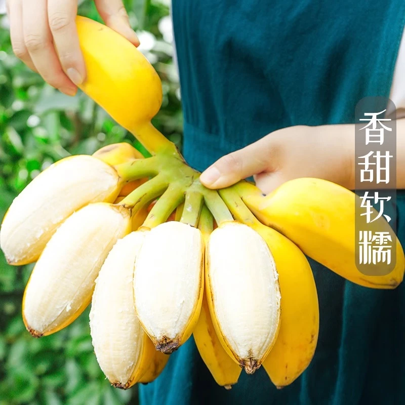 正宗苹果蕉孕妇整箱自然熟水果广西广东新鲜香蕉粉现摘糯非小米蕉