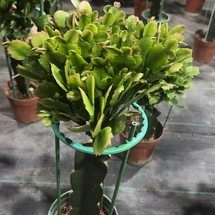 李***1当前无花栽培后可以开花