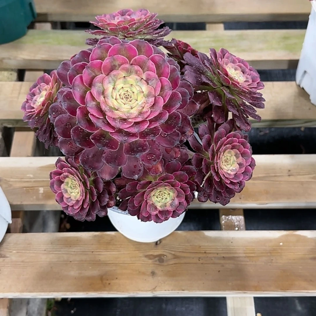 【闪购商品】法师多肉