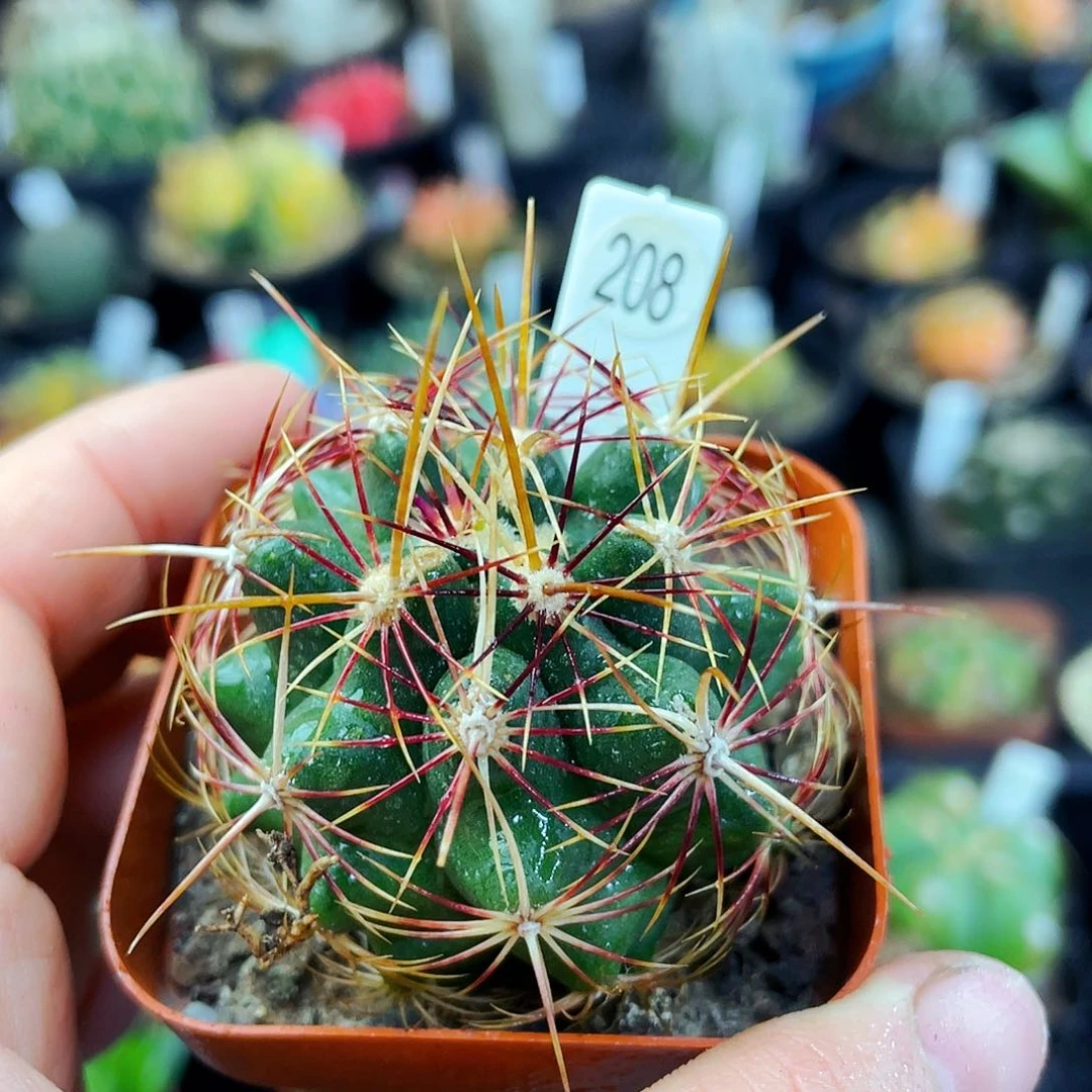 非偏远地区满25包邮仙人球