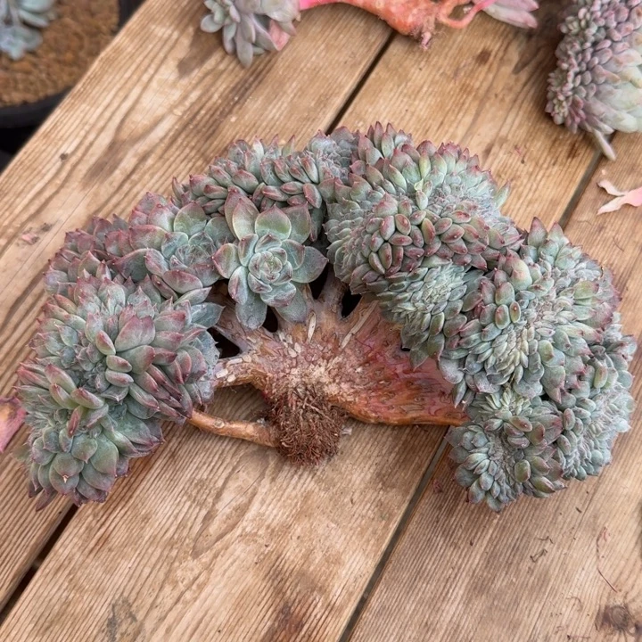 多肉植物冰魄树缀