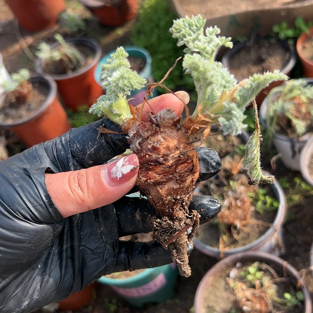 多肉植物雨衣洋葵