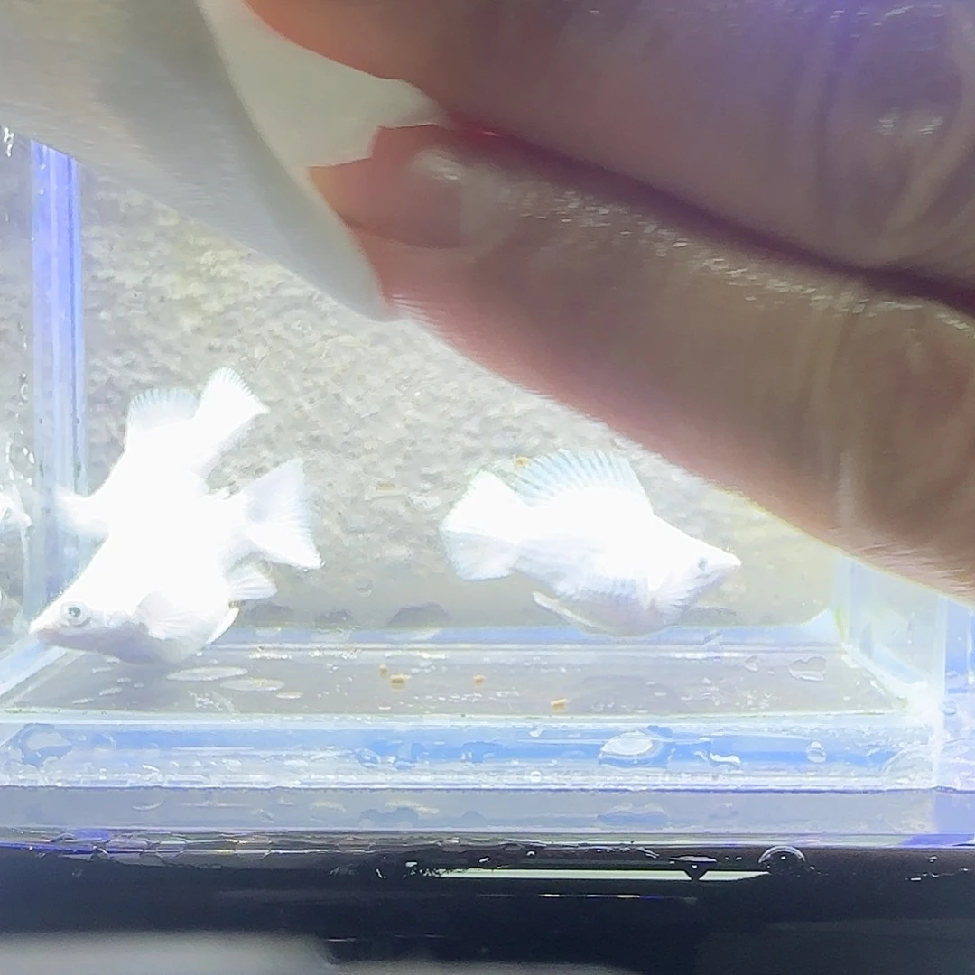 孔雀鱼瓷白2公1母。92号