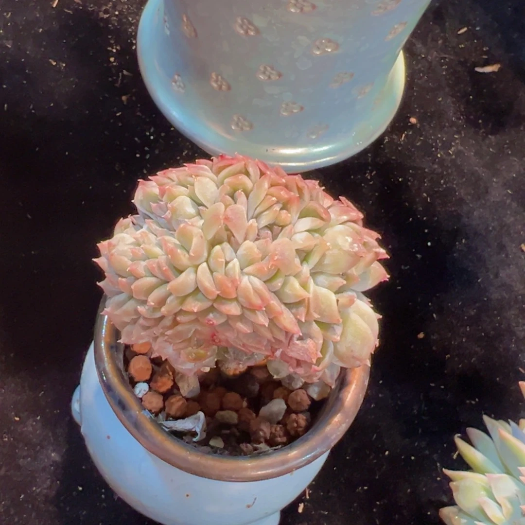 新年快乐啊宝宝们8888888