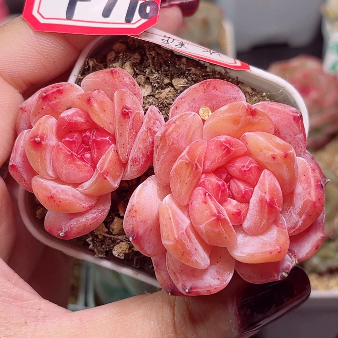 F770一物一拍 冰糖