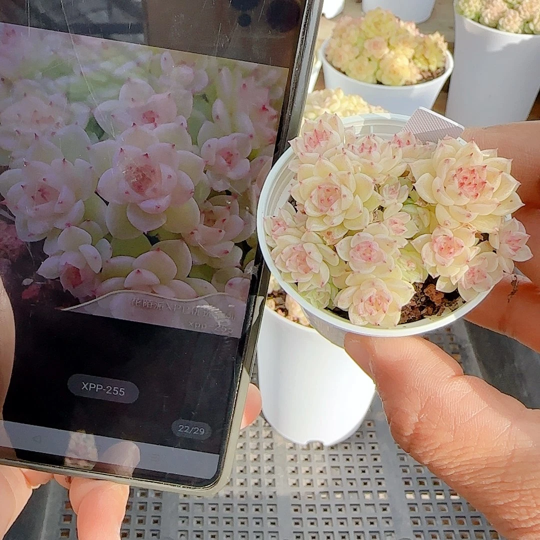 枫***。1218-69（xpp-255）优选