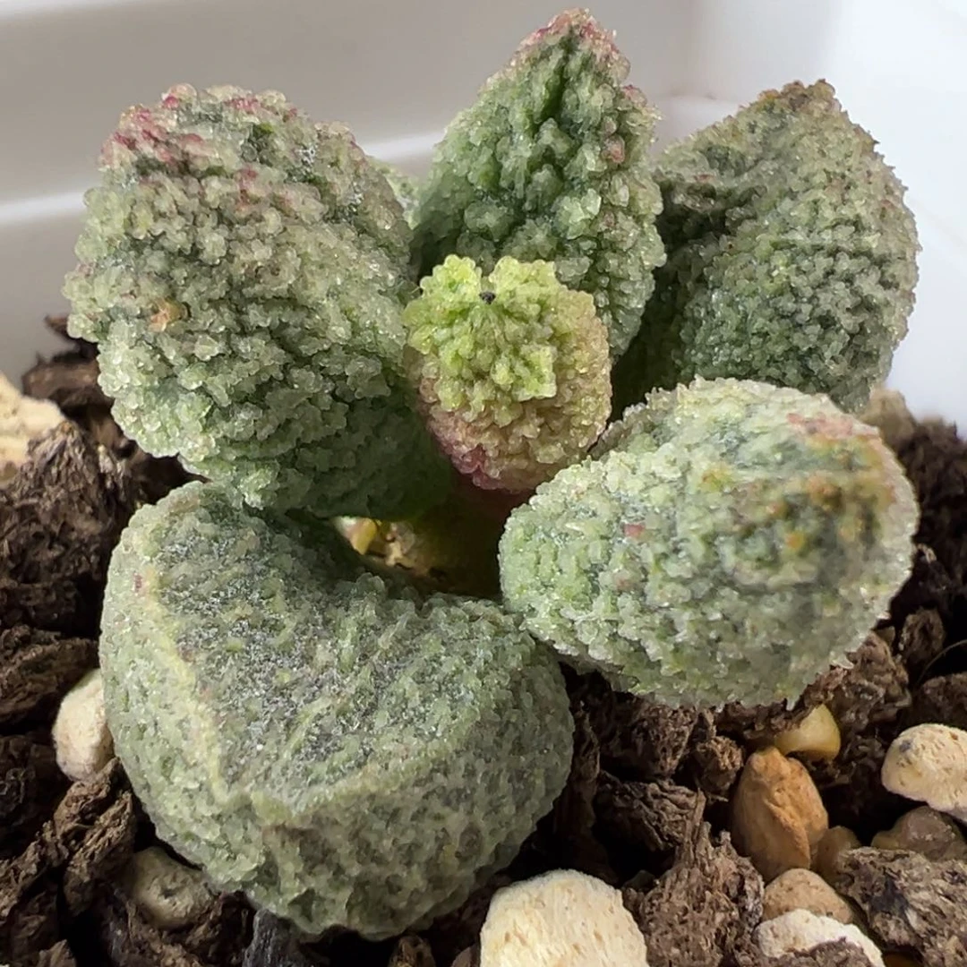 纯冰晶款新品多肉植物水泡