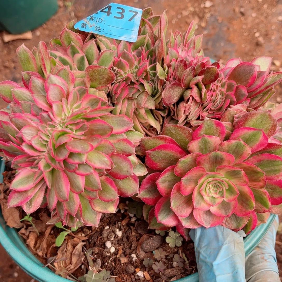 多肉植物437荔枝