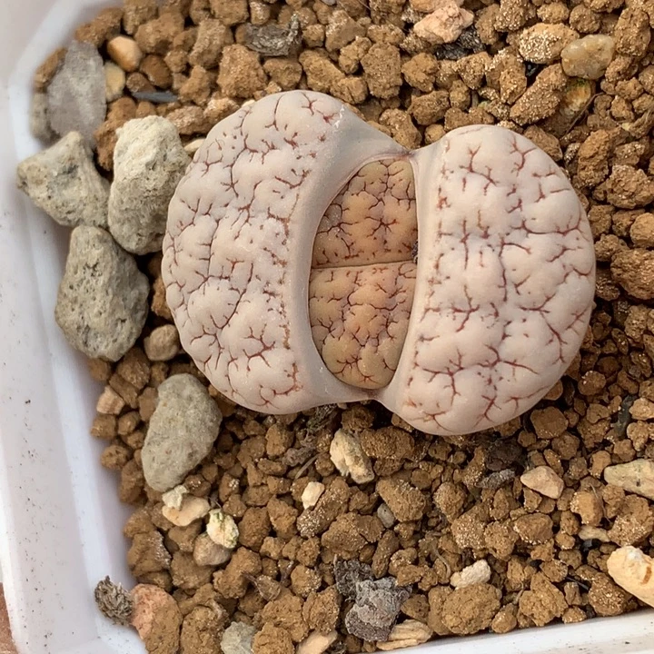 精品多肉植物精品超级脑纹c189