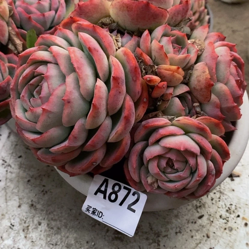 【闪购商品】小*.多肉植物