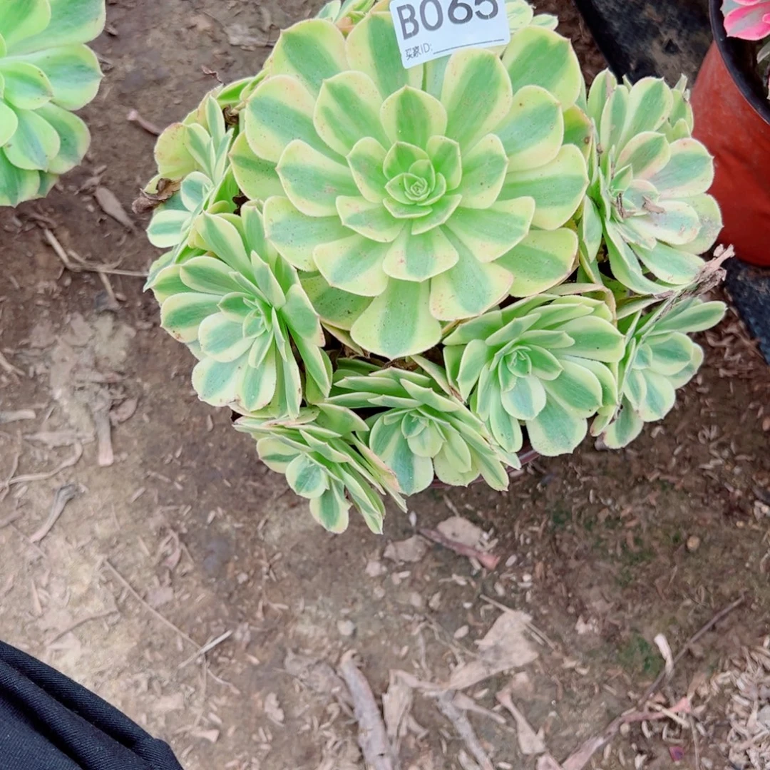 065雨荷多肉植物法师