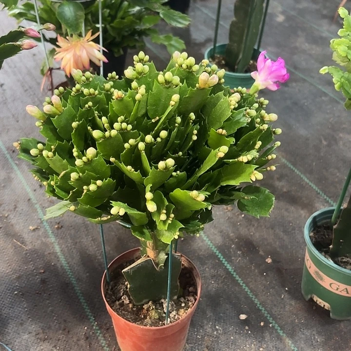 *****当前无花栽培后可以开花
