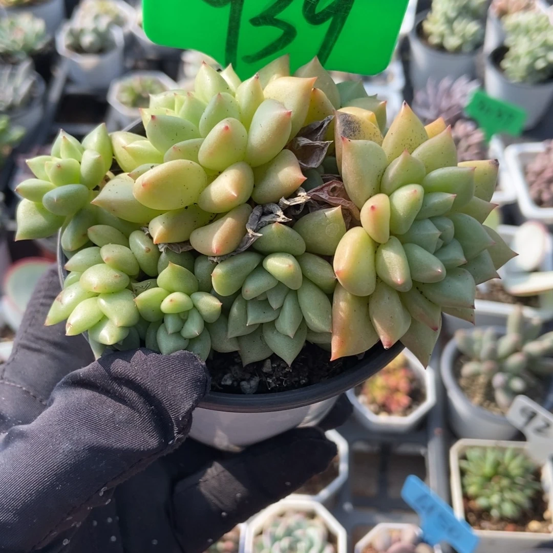 939黄金象牙多肉植物