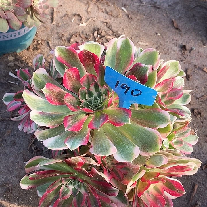 190 一颗男神法师多肉