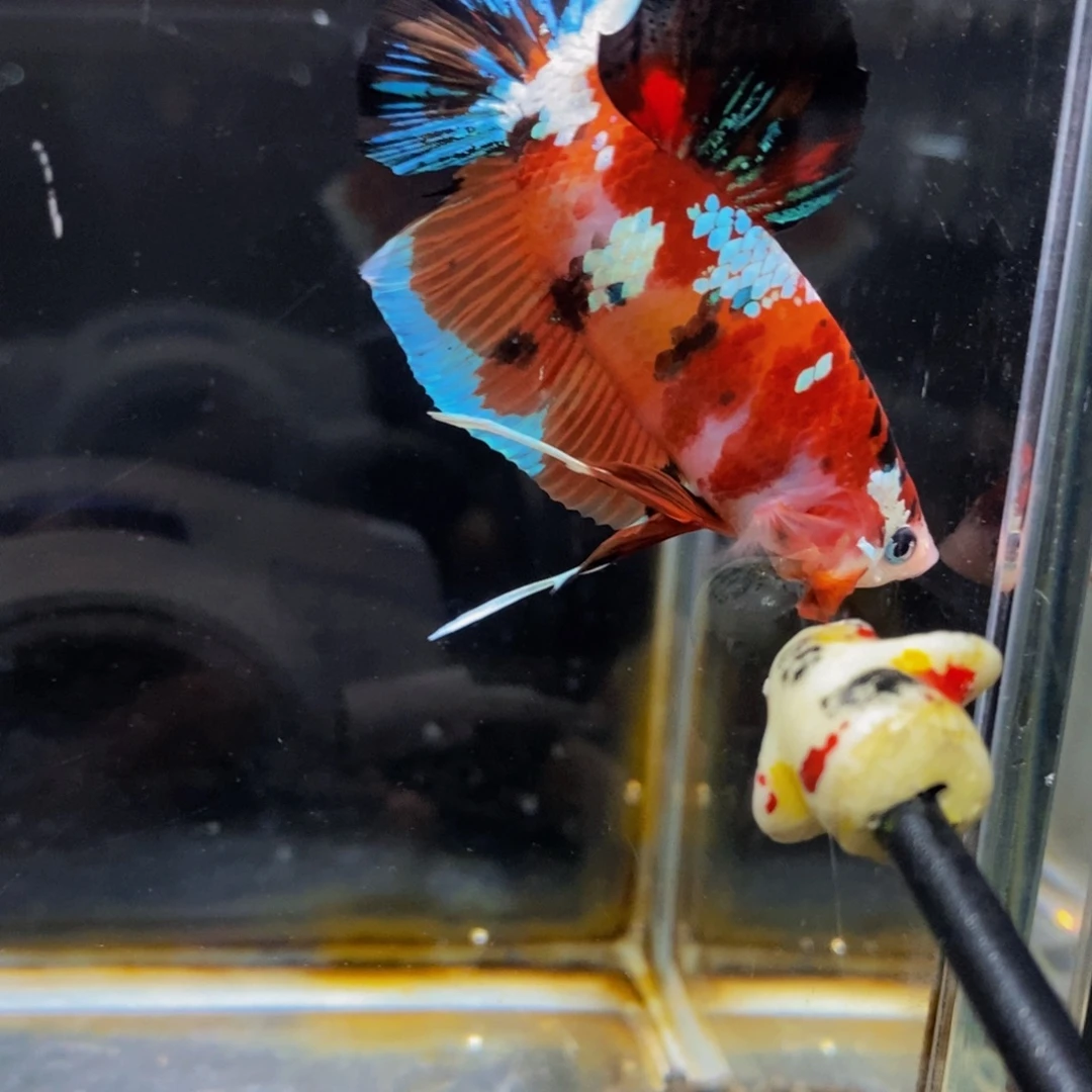 斗鱼278巨斗111111