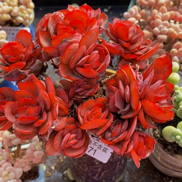 秀妍老桩1071多肉植物