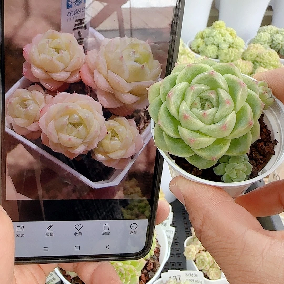 1031-138（ht-105）优选